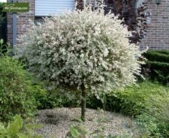 Salix Hakuro Nishiki - Pot 5 Ltr -Planten Winkel 1970000814