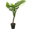 Alocasia Macrorrhizos - Pot Ø 45 Cm [pallet] -Planten Winkel 1970310288