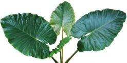 Alocasia Macrorrhizos - Pot Ø 45 Cm [pallet] -Planten Winkel 1970310291