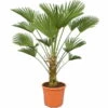 Trachycarpus Wagnerianus - Stam 30-40 Cm - Totale Hoogte 110-130 Cm - Pot Ø 30 Cm -Planten Winkel 1971101781