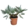 Trithrinax Campestris - Totale Hoogte 40-60 Cm - Pot Ø 28 Cm -Planten Winkel 1971103233