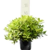 Pittosporum Tobira 'Nanum' - Totale Hoogte 30-50 Cm - Pot 3 Ltr -Planten Winkel 1971160296