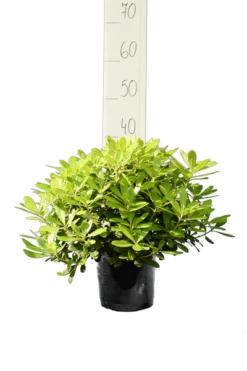 Pittosporum Tobira 'Nanum' - Totale Hoogte 30-50 Cm - Pot 3 Ltr