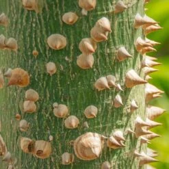 Ceiba Speciosa - Pot Ø 28 Cm [pallet] -Planten Winkel 1971266718
