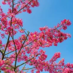Ceiba Speciosa - Pot Ø 28 Cm [pallet] -Planten Winkel 1971266721