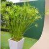 Cyperus Papyrus Nana - Pot Ø 30 Cm -Planten Winkel 1971322647