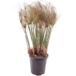 Cyperus Papyrus Nana - Pot Ø 30 Cm -Planten Winkel 1971322650
