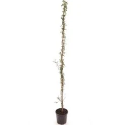 Rosal Banksiae - Pot Ø 22 Cm