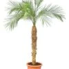 Phoenix Roebelenii - Stam 100-120 Cm [pallet]