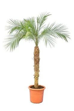 Phoenix Roebelenii - Stam 100-120 Cm [pallet]