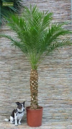 Phoenix Roebelenii - Stam 100-120 Cm [pallet] -Planten Winkel 1971544821