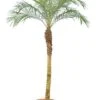 Phoenix Roebelenii - Stam 120-140 Cm - Totale Hoogte 200+ Cm - Pot Ø 45 Cm [pallet]