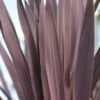 Cordyline Australis Atropurpurea - Pot Ø 26 Cm -Planten Winkel 1972010985