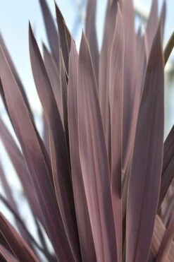 Cordyline Australis Atropurpurea - Pot Ø 26 Cm
