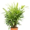 Rhapis Excelsa Multitrunk - Pot Ø 28 Cm -Planten Winkel 1972514226