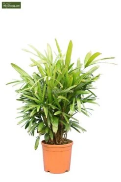 Rhapis Excelsa Multitrunk - Pot Ø 28 Cm
