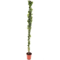 Duranta Erecta - Pot Ø 20 Cm -Planten Winkel 1973346981