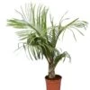 Dypsis Decaryi - Totale Hoogte 90-110 Cm - Pot Ø 20 Cm -Planten Winkel 1974172434