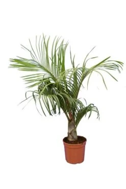 Dypsis Decaryi - Totale Hoogte 90-110 Cm - Pot Ø 20 Cm