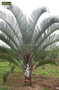 Dypsis Decaryi - Totale Hoogte 90-110 Cm - Pot Ø 20 Cm -Planten Winkel 1974172437