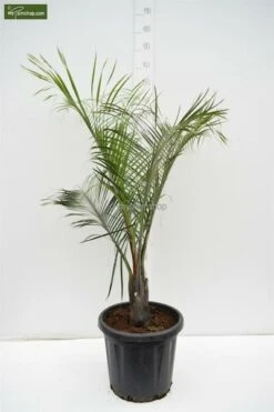 Dypsis Decaryi - Totale Hoogte 90-110 Cm - Pot Ø 20 Cm -Planten Winkel 1974172440