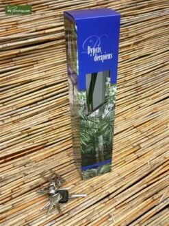 Dypsis Decaryi - Totale Hoogte 90-110 Cm - Pot Ø 20 Cm -Planten Winkel 1974172443