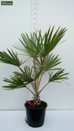 Latania Lontaroides - Pot Ø 40 Cm [pallet]