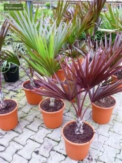 Latania Lontaroides - Pot Ø 40 Cm [pallet] -Planten Winkel 1974175854