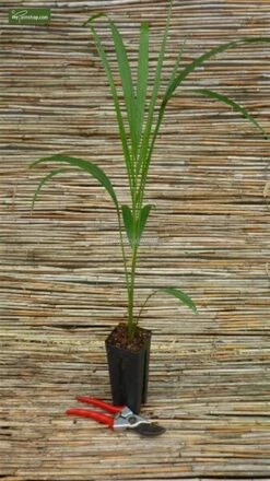 Ravenea Rivularis - Totale Hoogte 200+ Cm - Pot Ø 40 Cm [pallet] -Planten Winkel 1974179181