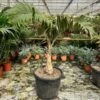 Hyophorbe Lagenicaulis - Pot Ø 50 Cm [pallet] -Planten Winkel 1974488679