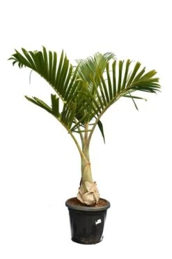 Hyophorbe Lagenicaulis - Pot Ø 50 Cm [pallet] -Planten Winkel 1974488682