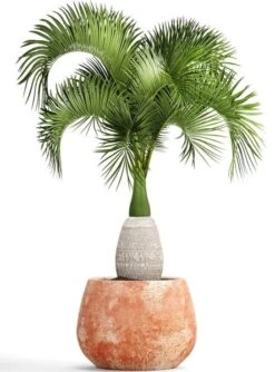 Hyophorbe Lagenicaulis - Pot Ø 50 Cm [pallet] -Planten Winkel 1974488685