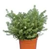 Westringia Fruticosa - Totale Hoogte 40-50 Cm - Pot Ø 22 Cm -Planten Winkel 1975069893