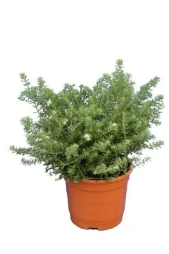 Westringia Fruticosa - Totale Hoogte 40-50 Cm - Pot Ø 22 Cm