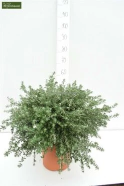 Westringia Fruticosa - Totale Hoogte 40-50 Cm - Pot Ø 22 Cm -Planten Winkel 1975069899