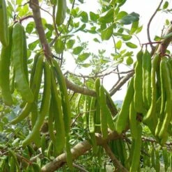 Ceratonia Siliqua - Pot Ø 26 Cm [pallet]