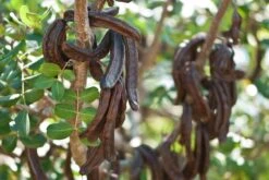 Ceratonia Siliqua - Pot Ø 26 Cm [pallet] -Planten Winkel 1975144734