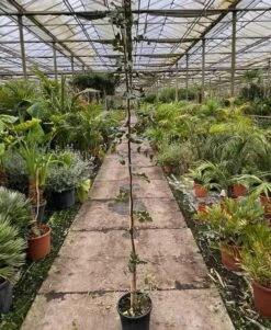 Ceratonia Siliqua - Pot Ø 26 Cm [pallet] -Planten Winkel 1975144740