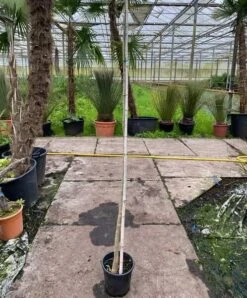 Erythrina Caffra - Pot Ø 26 Cm [pallet]