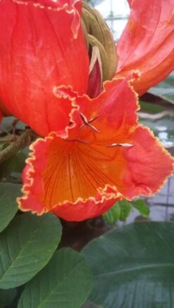 Spathodea Campanulata - Pot Ø 28 Cm [pallet]