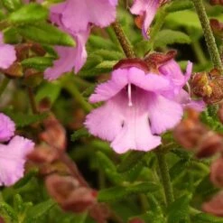 Prostanthera Rotundifolia Rosette - Pot Ø 17 Cm -Planten Winkel 1976007105