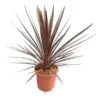 Cordyline Australis Red Star - Totale Hoogte 60-80 Cm - Pot Ø 22 Cm -Planten Winkel 1976086989
