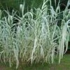 Arundo Donax Variegata Compact Ely - Pot Ø 19 Cm 2 Arundo Donax Variegata Compact Ely - Pot Ø 19 Cm -Planten Winkel 1976167599