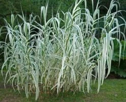 Arundo Donax Variegata Compact Ely - Pot Ø 19 Cm