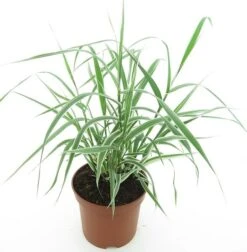 Arundo Donax Variegata Compact Ely - Pot Ø 19 Cm -Planten Winkel 1976167602