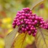 Callicarpa Bodinieri Profusion - Totale Hoogte 50+ Cm - Pot Ø 21 Cm -Planten Winkel 1976167779