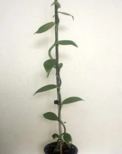 Vanilla Planifolia - Totale Hoogte 40+ Cm - Pot Ø 9 Cm -Planten Winkel 1976168592