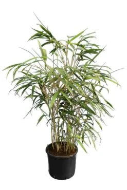 Pseudosasa Japonica - Pot 10 Ltr -Planten Winkel 1976226591