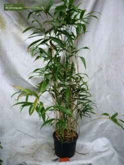 Pseudosasa Japonica - Pot 15 Ltr [pallet] -Planten Winkel 1976229162