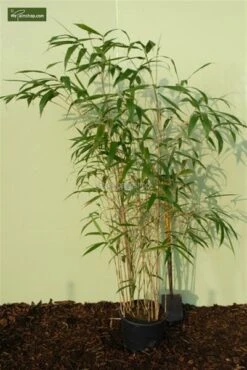 Pseudosasa Japonica - Pot 15 Ltr [pallet] -Planten Winkel 1976229165